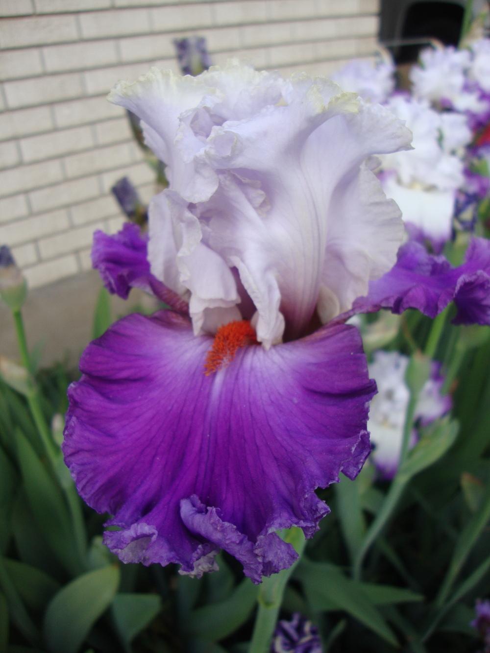 Photo of Tall Bearded Iris (Iris 'Polka') uploaded by Paul2032