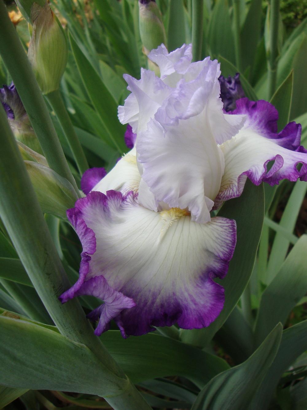 Photo of Tall Bearded Iris (Iris 'Center Ice') uploaded by Paul2032