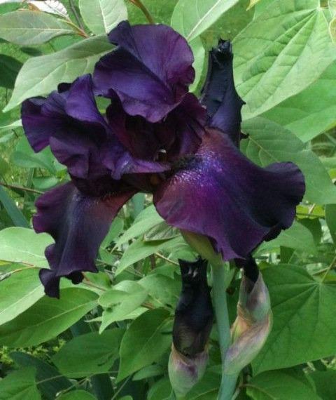 Photo of Tall Bearded Iris (Iris 'Black Madonna') uploaded by Sharon