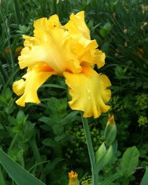 Photo of Tall Bearded Iris (Iris 'Picasso Moon') uploaded by Sharon