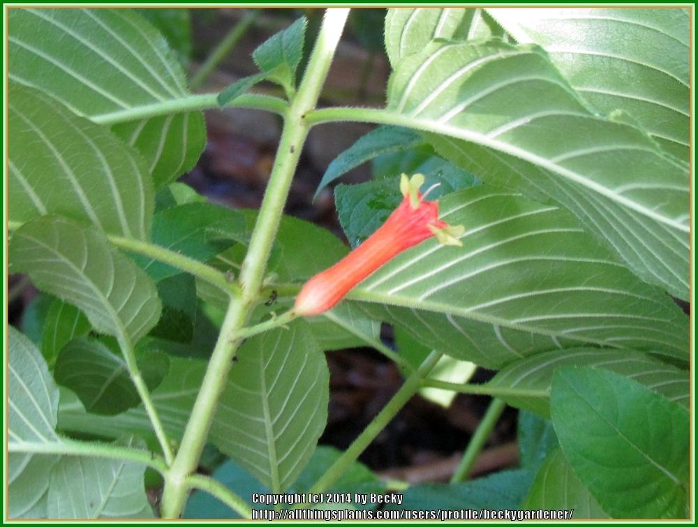 Photo of Salvadoran Cigar Plant (Cuphea salvadorensis) uploaded by beckygardener