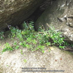 Location: Rainforest, Paraty, Brazil
Date: 2014-01-04
Naturalized in Brazil, growing in between rocks by the river.