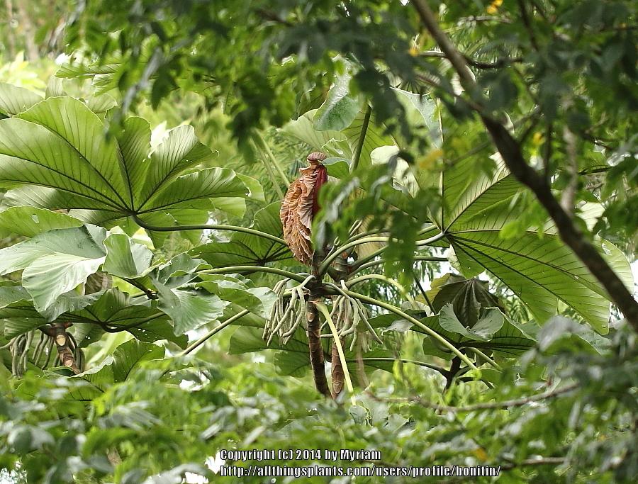 Photo of Red Embauba (Cecropia glaziovii) uploaded by bonitin