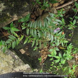 Location: Rainforest, Paraty, Brazil
Date: 2013-12-20
Naturalized in Brazil, growing in between rocks by the river.