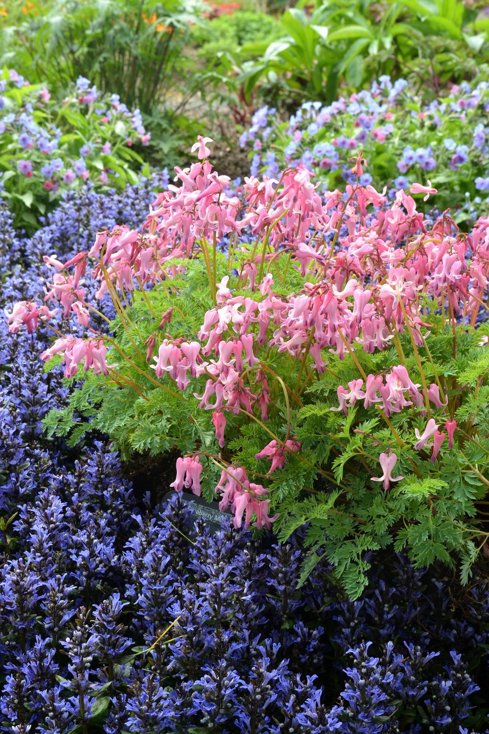 Photo of Bleeding Heart (Dicentra Amore™ Pink) uploaded by dave
