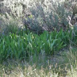 Location: Wasatch Front
Date: 2014-04-30
Naturalized in the foothills