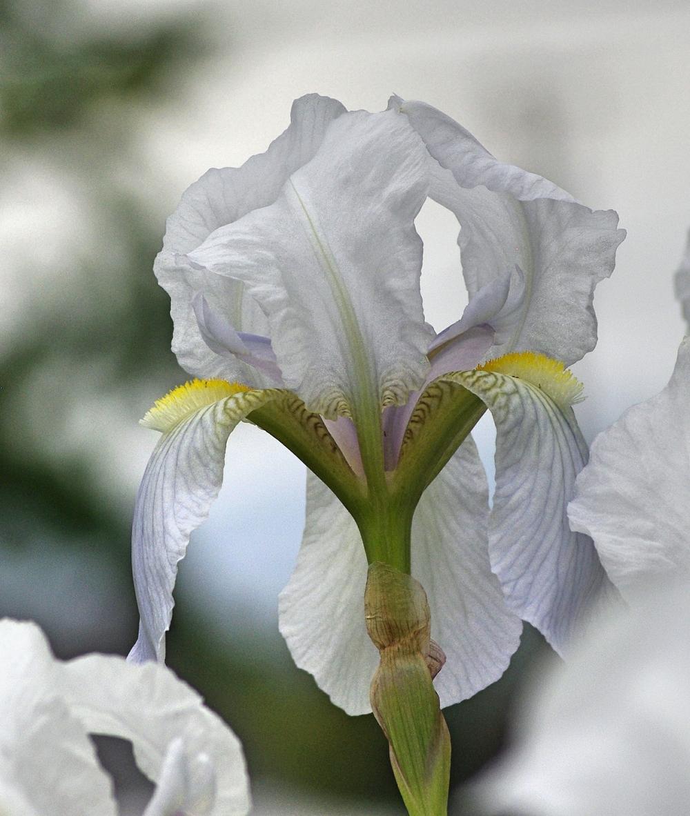 Photo of Species Iris (Iris x germanica 'Florentina') uploaded by dirtdorphins