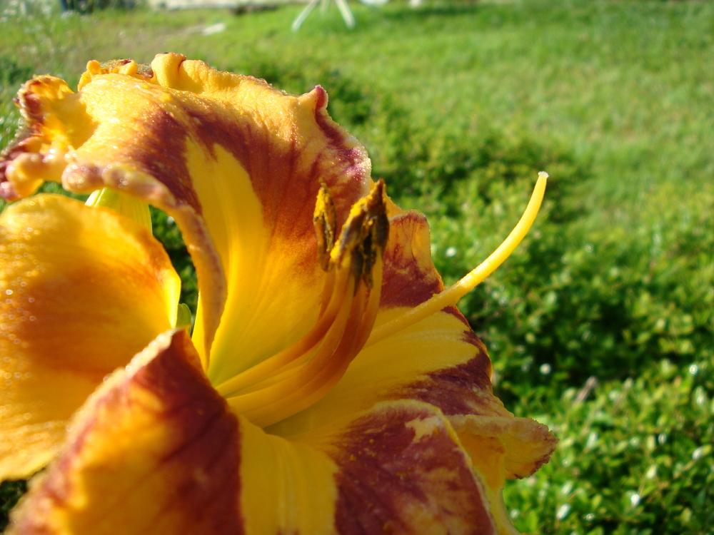 Photo of Daylily (Hemerocallis 'Better By Design') uploaded by flaflwrgrl