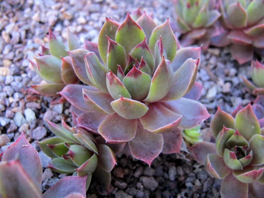 Photo of Hen and Chicks (Sempervivum 'Lady Kelly') uploaded by goldfinch4