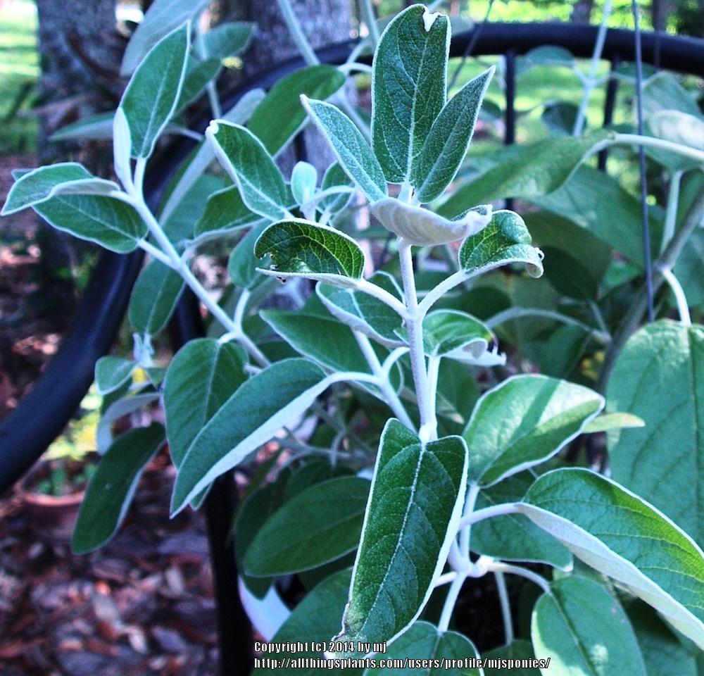 Photo of Andean Silver-Leaf Sage (Salvia discolor) uploaded by mjsponies