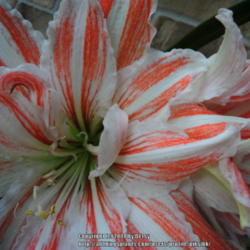 Location: my garden 
Date: 2014-05-07
only one stalk this year; had two blooms