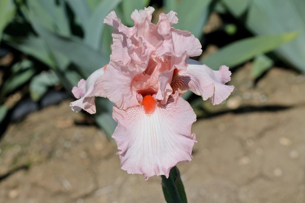 Photo of Tall Bearded Iris (Iris 'Alexis') uploaded by ARUBA1334