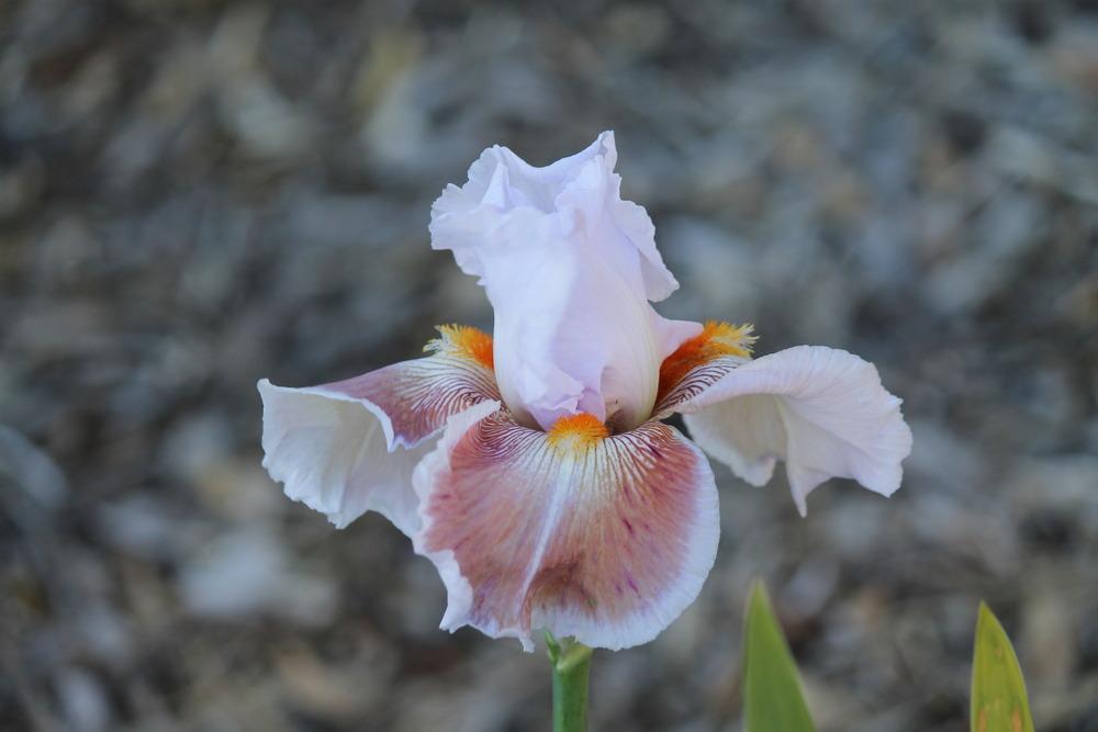 Photo of Tall Bearded Iris (Iris 'Chocolate Soup') uploaded by ARUBA1334