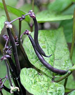 Photo of Snap Bean (Phaseolus vulgaris 'Royalty Purple Pod') uploaded by Calif_Sue