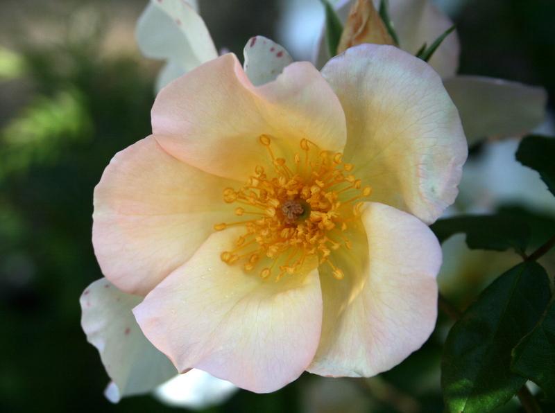 Photo of Rose (Rosa 'Sally Holmes') uploaded by Calif_Sue