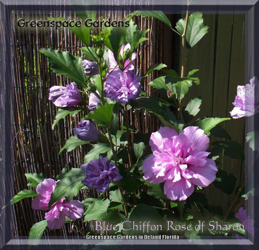 Photo of Rose of Sharon (Hibiscus syriacus Blue Chiffon™) uploaded by DavidofDeLand