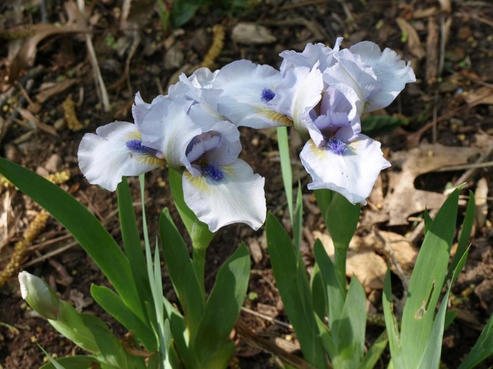 Photo of Standard Dwarf Bearded Iris (Iris 'Forever Blue') uploaded by Onewish1