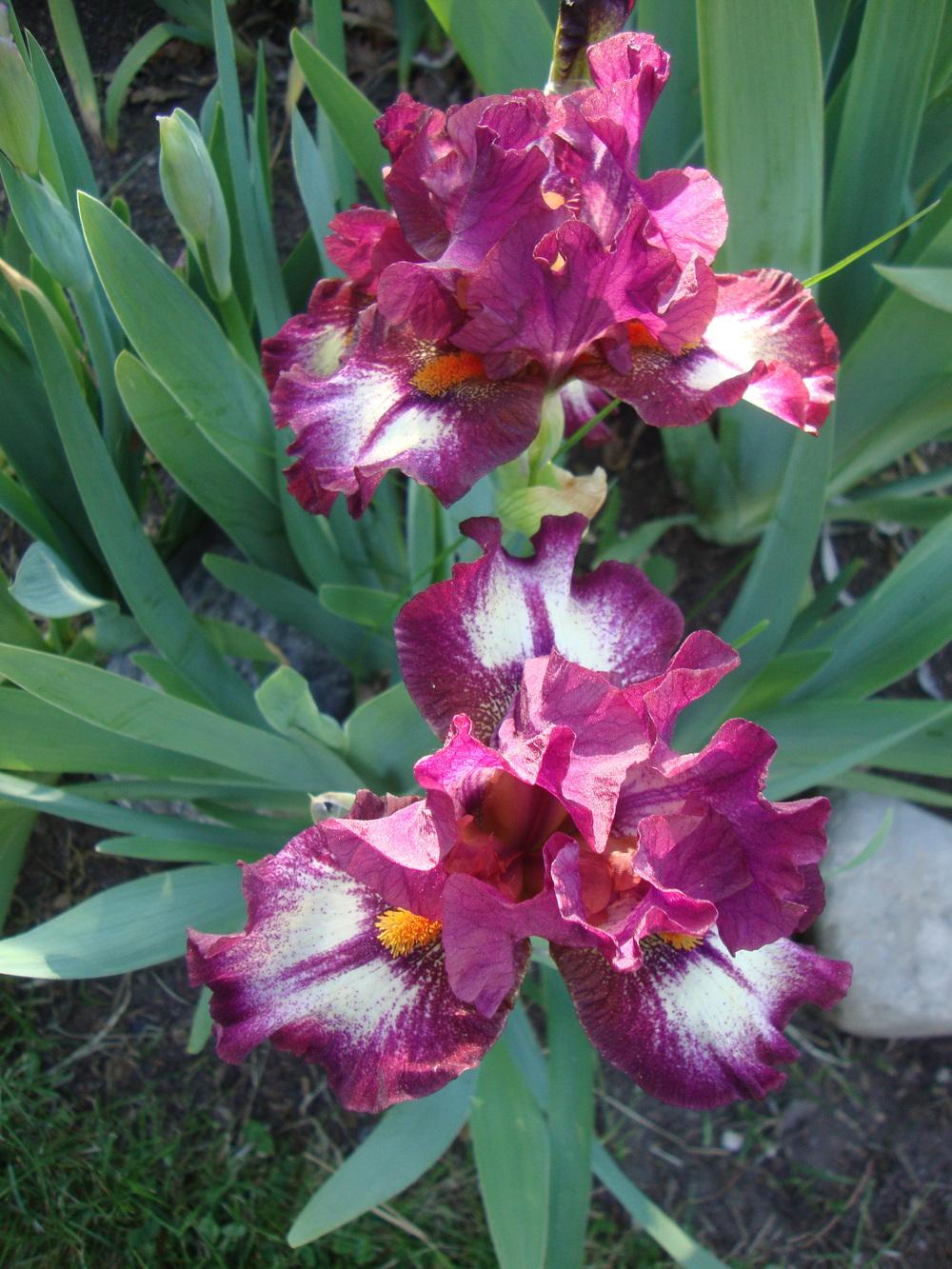 Photo of Intermediate Bearded Iris (Iris 'Calligrapher') uploaded by Paul2032