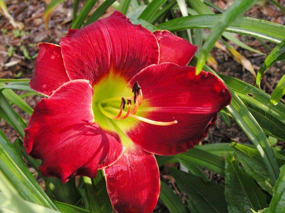 Photo of Daylily (Hemerocallis 'Red Apparition') uploaded by Seedfork
