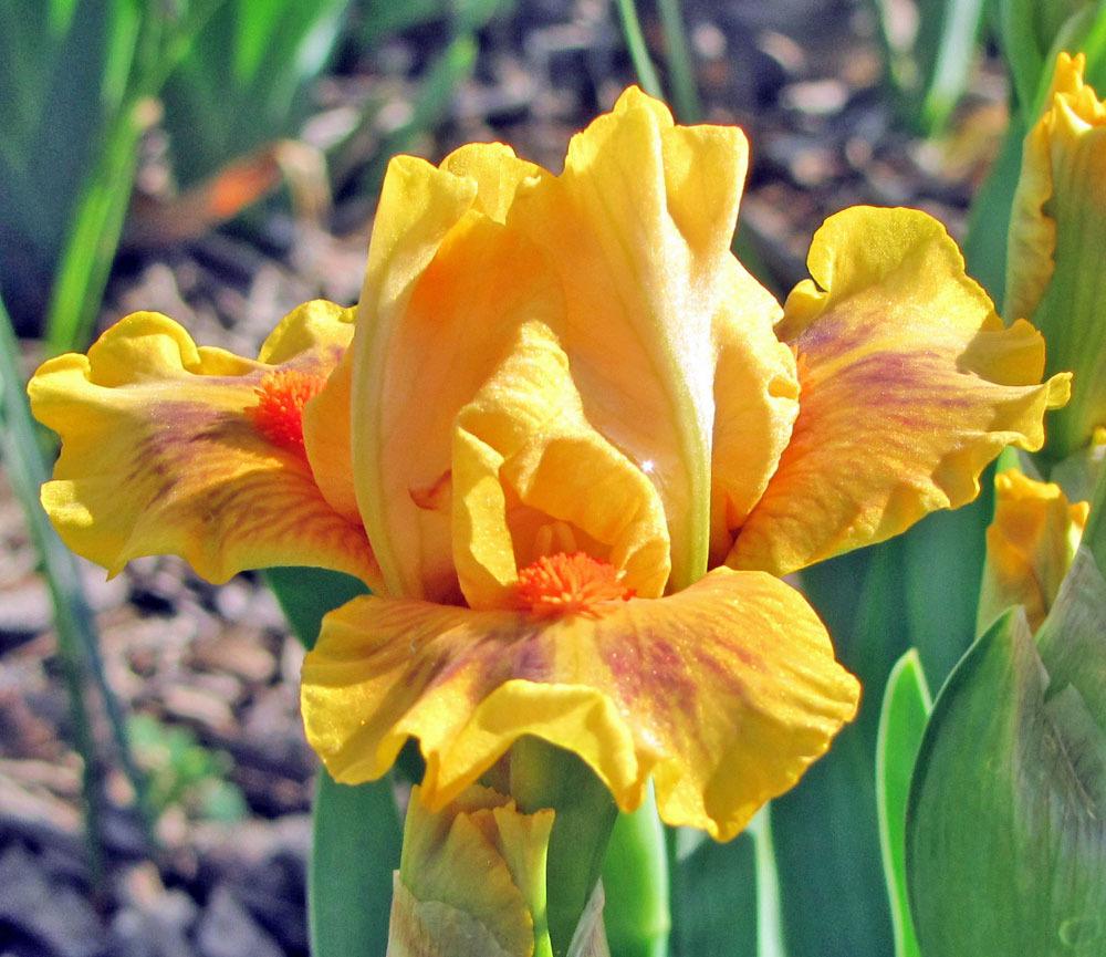 Photo of Standard Dwarf Bearded Iris (Iris 'Clever') uploaded by TBGDN