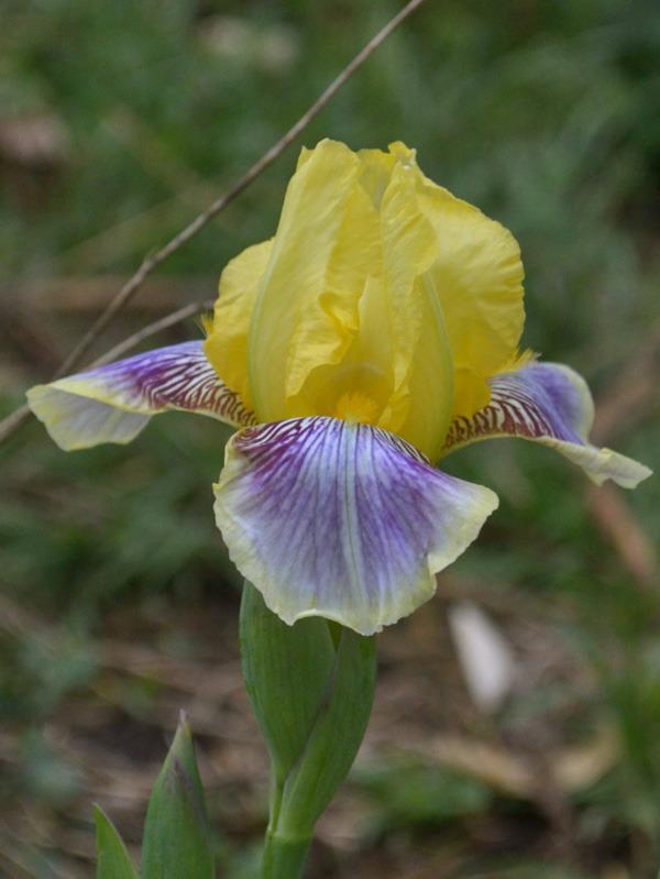 Photo of Standard Dwarf Bearded Iris (Iris 'Darius') uploaded by brettbarney73