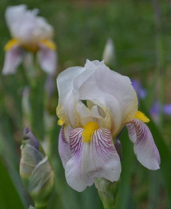 Photo of Tall Bearded Iris (Iris 'Wyomissing') uploaded by brettbarney73