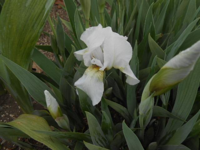 Photo of Miniature Dwarf Bearded Iris (Iris 'Snow Maiden') uploaded by crowrita1