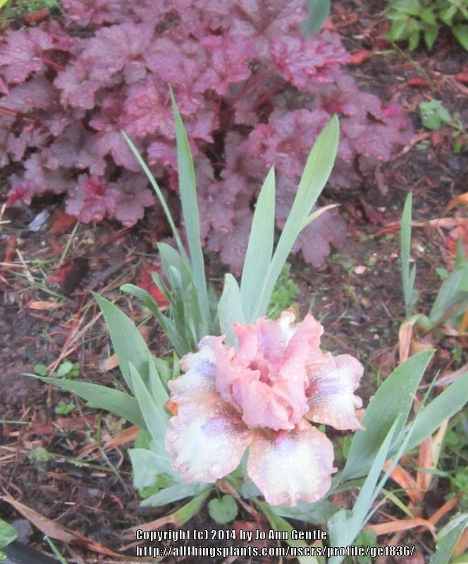 Photo of Standard Dwarf Bearded Iris (Iris 'Cup of Joy') uploaded by ge1836