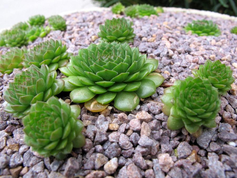Photo of Hen and Chicks (Sempervivum 'Plastic') uploaded by goldfinch4