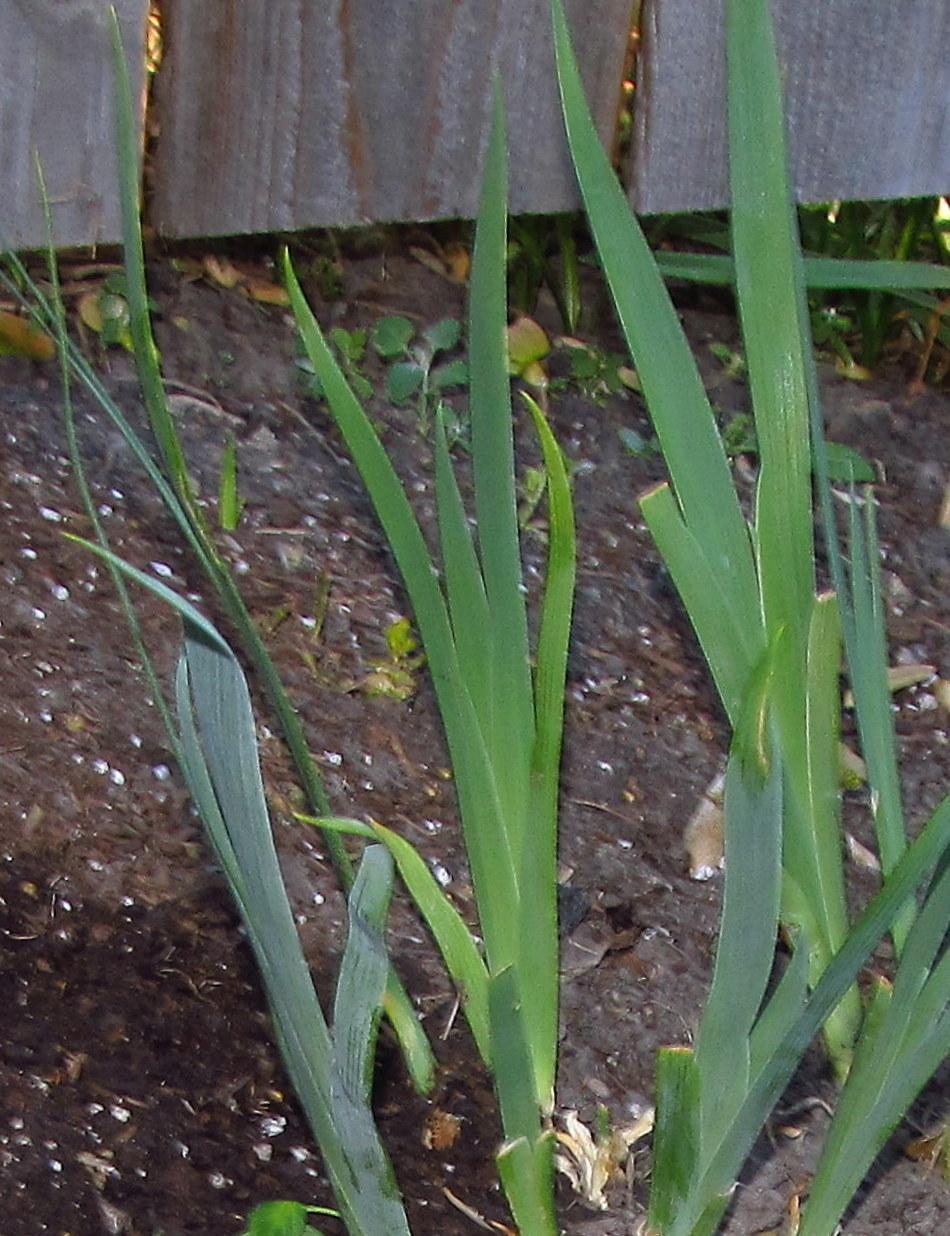 Photo of Species Iris (Iris domestica) uploaded by jmorth