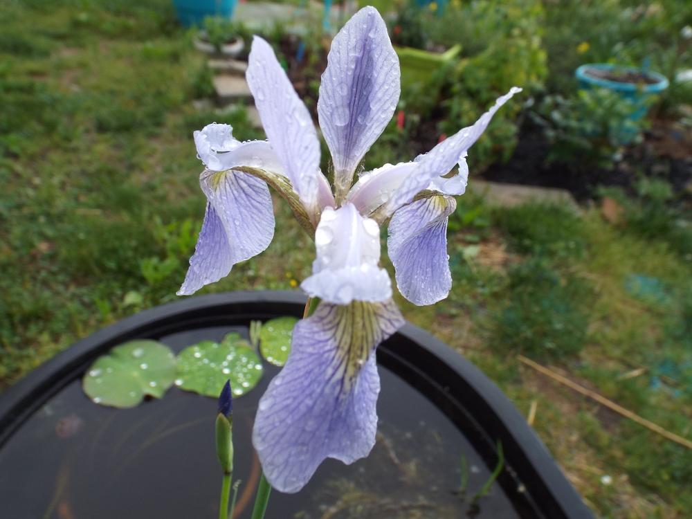 Photo of Species Iris (Iris versicolor) uploaded by poisondartfrog