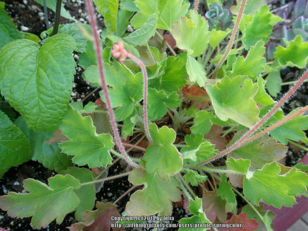 Photo of Coral Bells (Heuchera 'Chiqui') uploaded by springcolor