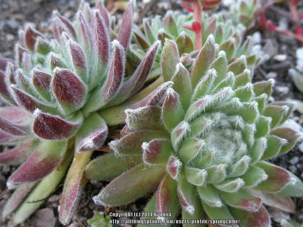 Photo of Hen and Chicks (Sempervivum 'Shirley's Joy') uploaded by springcolor