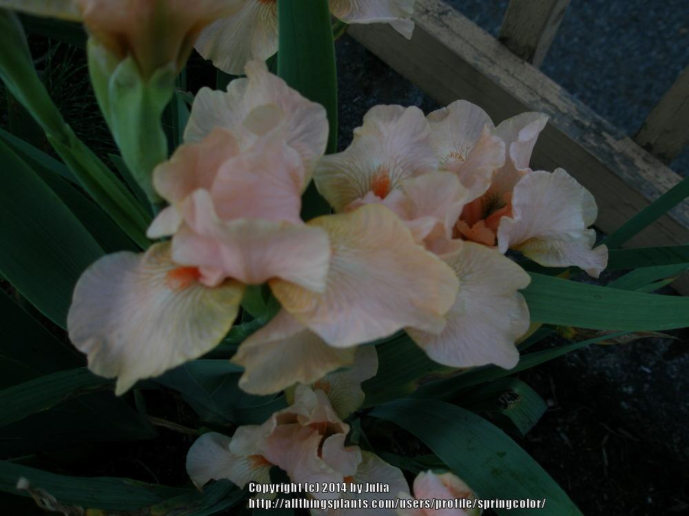 Photo of Intermediate Bearded Iris (Iris 'Raspberry Blush') uploaded by springcolor