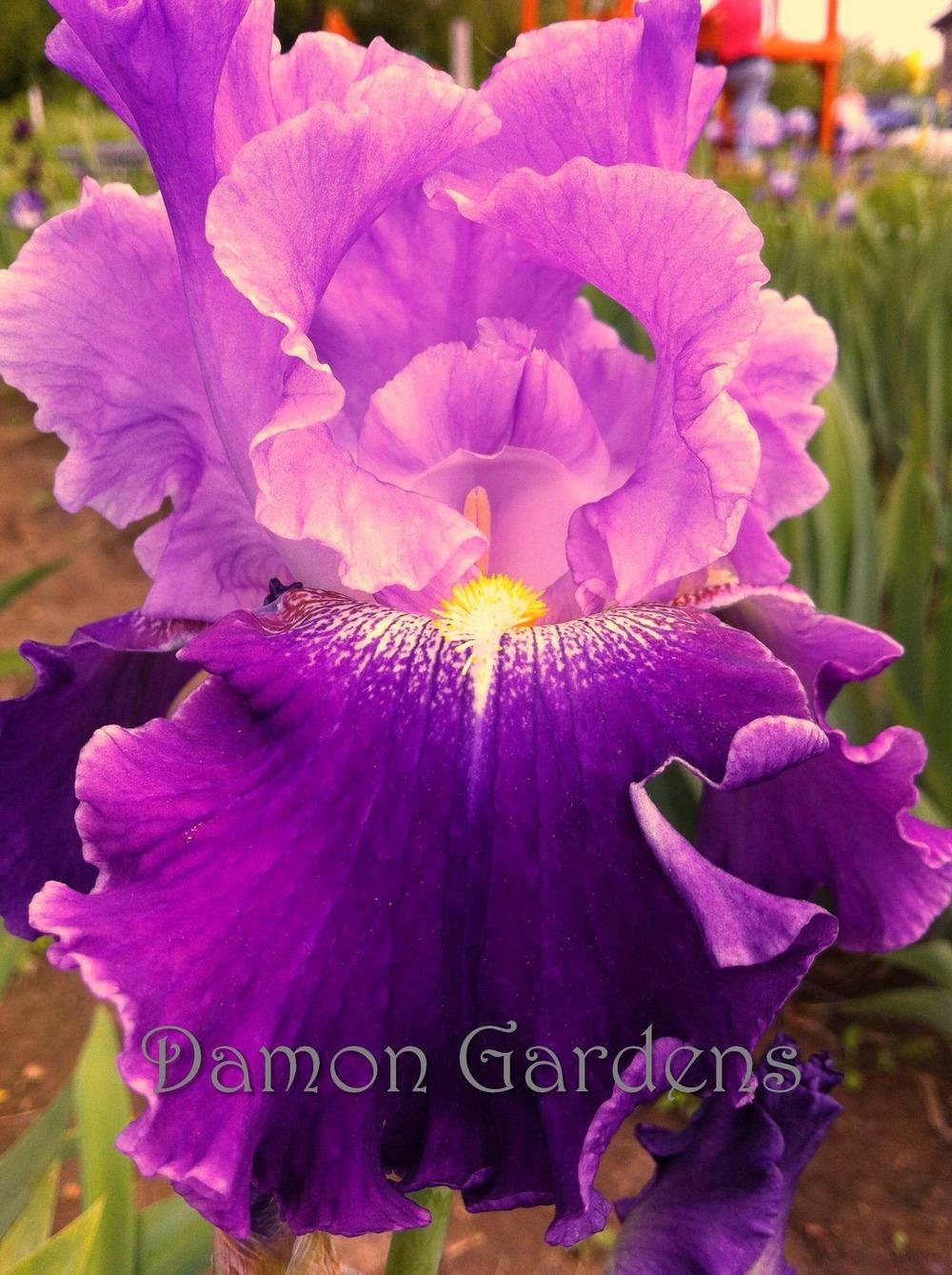 Photo of Tall Bearded Iris (Iris 'Grape Parfait') uploaded by DamonGardens