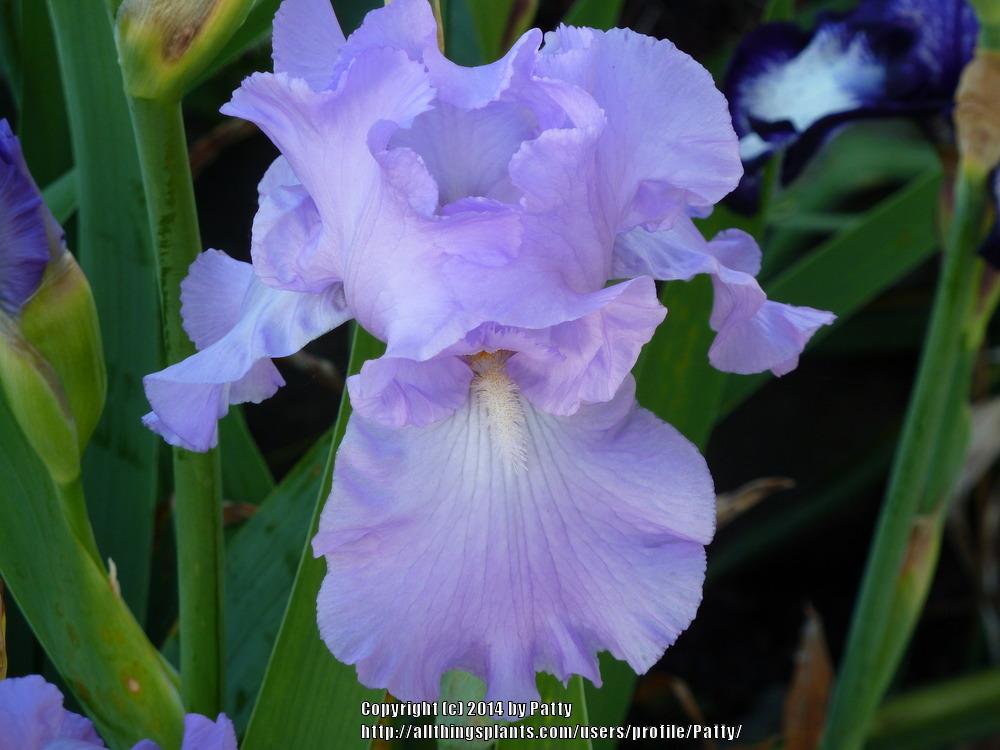 Photo of Tall Bearded Iris (Iris 'Perpetual Joy') uploaded by Patty