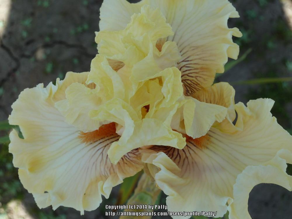 Photo of Tall Bearded Iris (Iris 'Cotillion Gown') uploaded by Patty