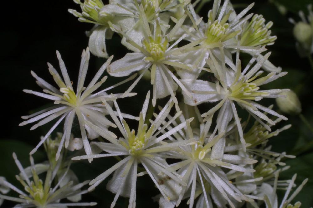 Photo of American Virgin's Bower (Clematis virginiana) uploaded by SongofJoy