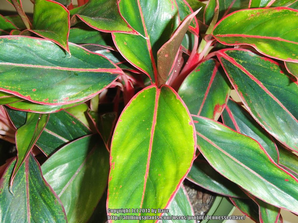 Photo of Chinese Evergreen (Aglaonema 'Black Cherry') uploaded by TennesseeDave