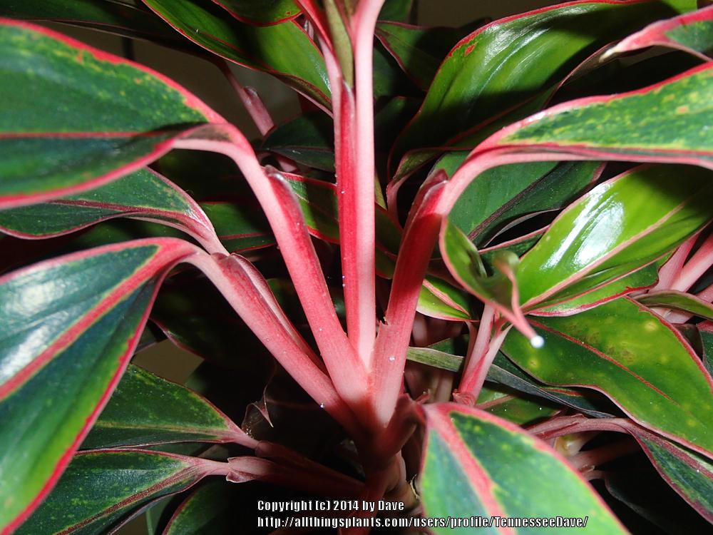Photo of Chinese Evergreen (Aglaonema 'Black Cherry') uploaded by TennesseeDave
