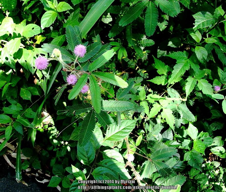 Photo of Sensitive Plant (Mimosa pudica) uploaded by bonitin