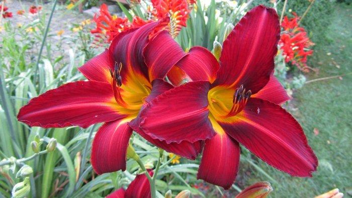 Photo of Daylilies (Hemerocallis) uploaded by queerbeet