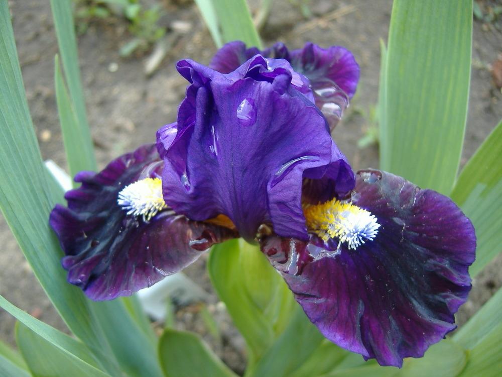 Photo of Standard Dwarf Bearded Iris (Iris 'Pulsator') uploaded by tveguy3
