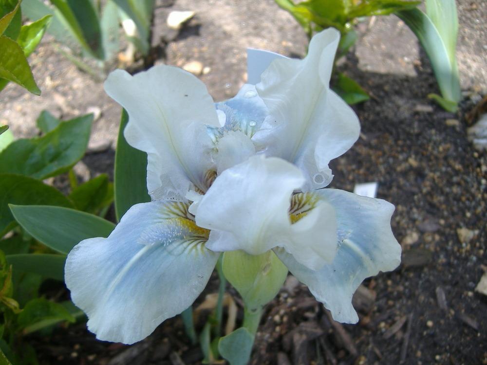 Photo of Standard Dwarf Bearded Iris (Iris 'Tu Tu Turquoise') uploaded by tveguy3