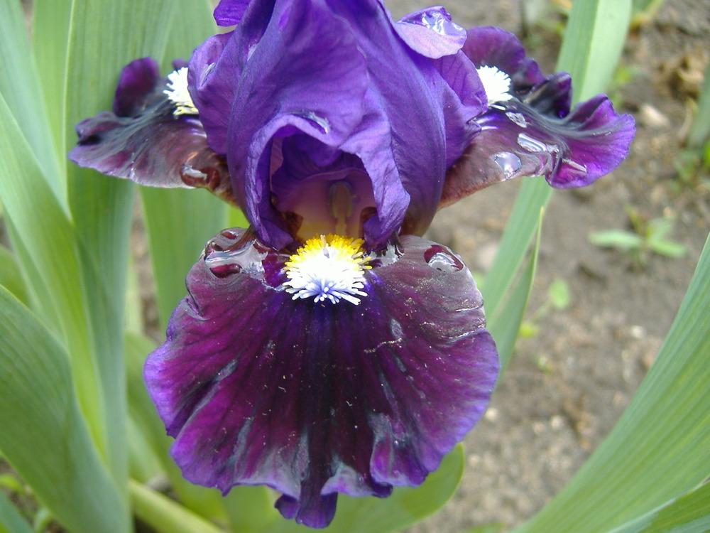 Photo of Standard Dwarf Bearded Iris (Iris 'Pulsator') uploaded by tveguy3