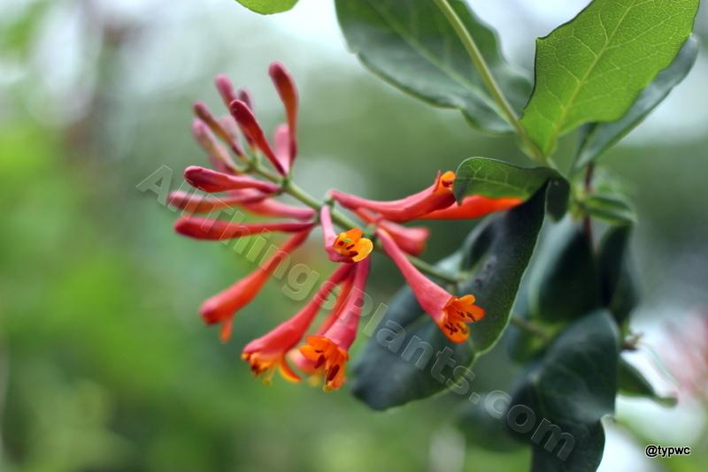 Photo of Coral Honeysuckle (Lonicera sempervirens) uploaded by typwc