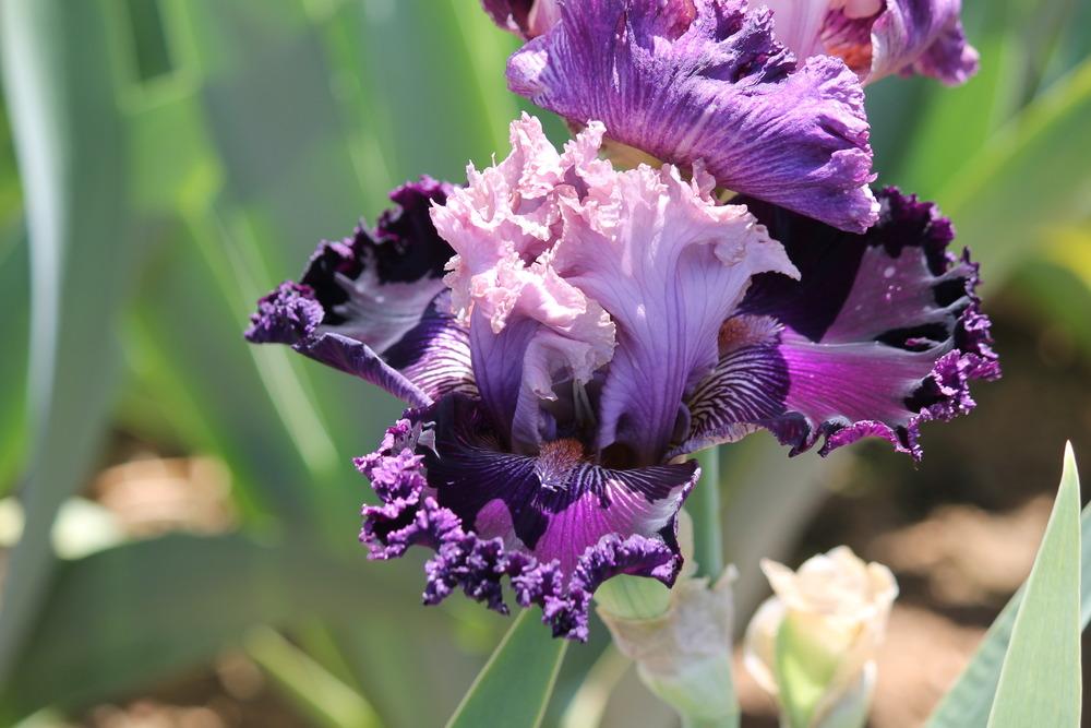 Photo of Tall Bearded Iris (Iris 'Rags to Riches') uploaded by ARUBA1334
