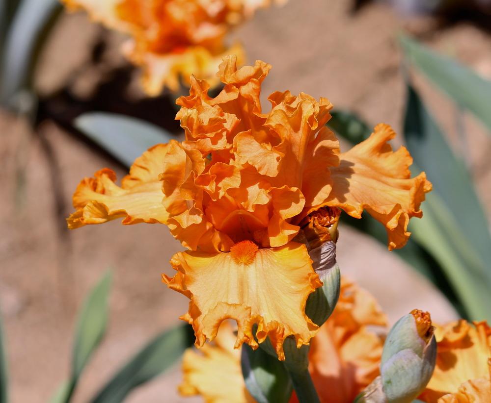 Photo of Tall Bearded Iris (Iris 'Molten Flame') uploaded by ARUBA1334