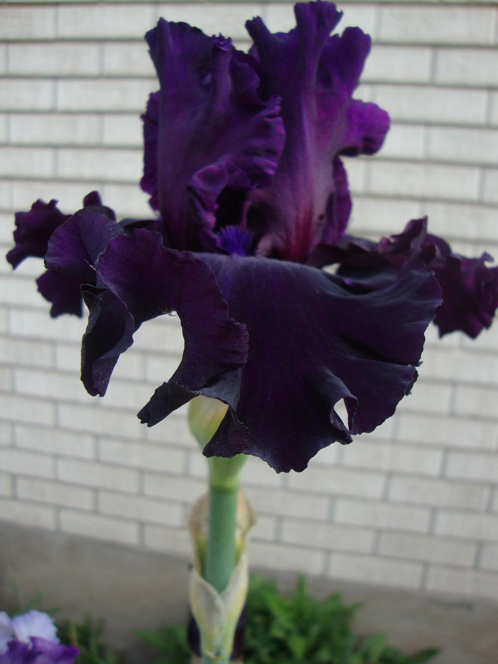 Photo of Tall Bearded Iris (Iris 'Noble Gesture') uploaded by Paul2032