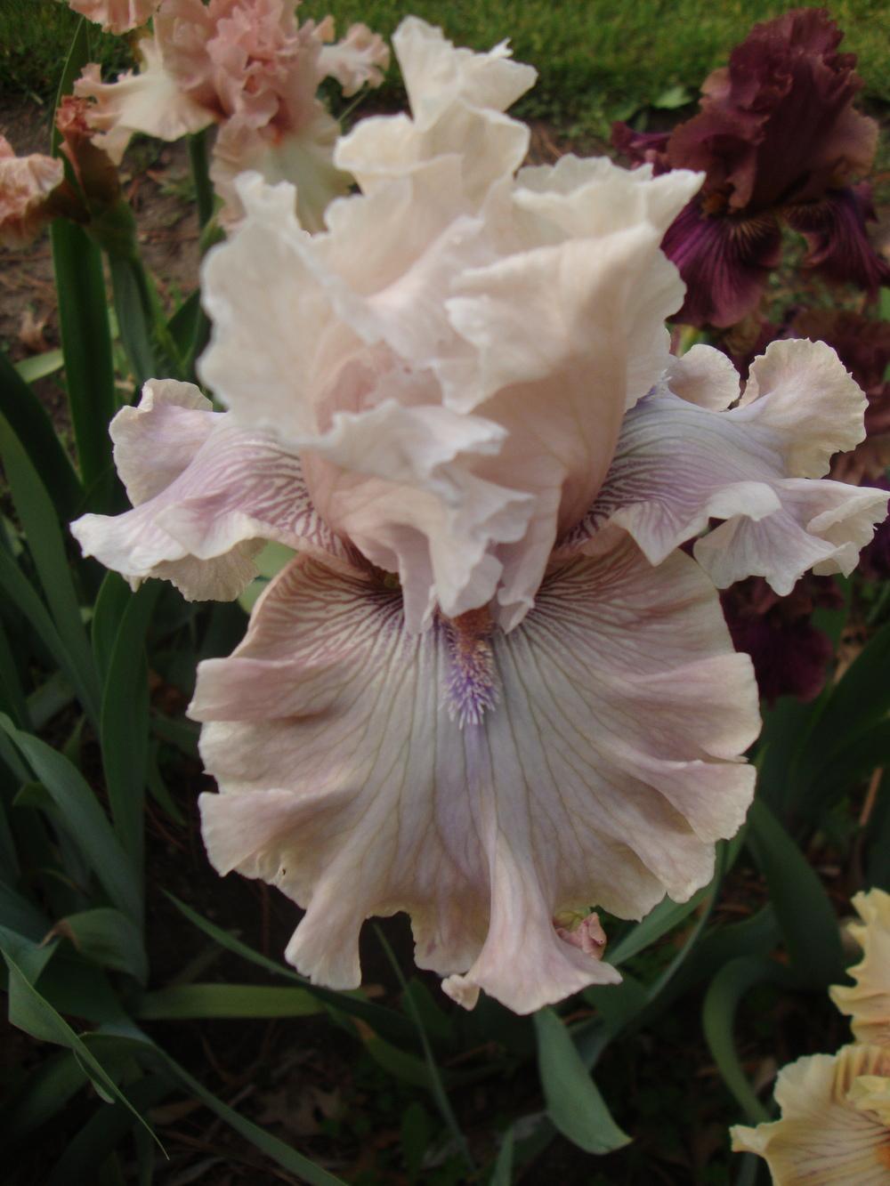 Photo of Tall Bearded Iris (Iris 'Friendly Advice') uploaded by Paul2032